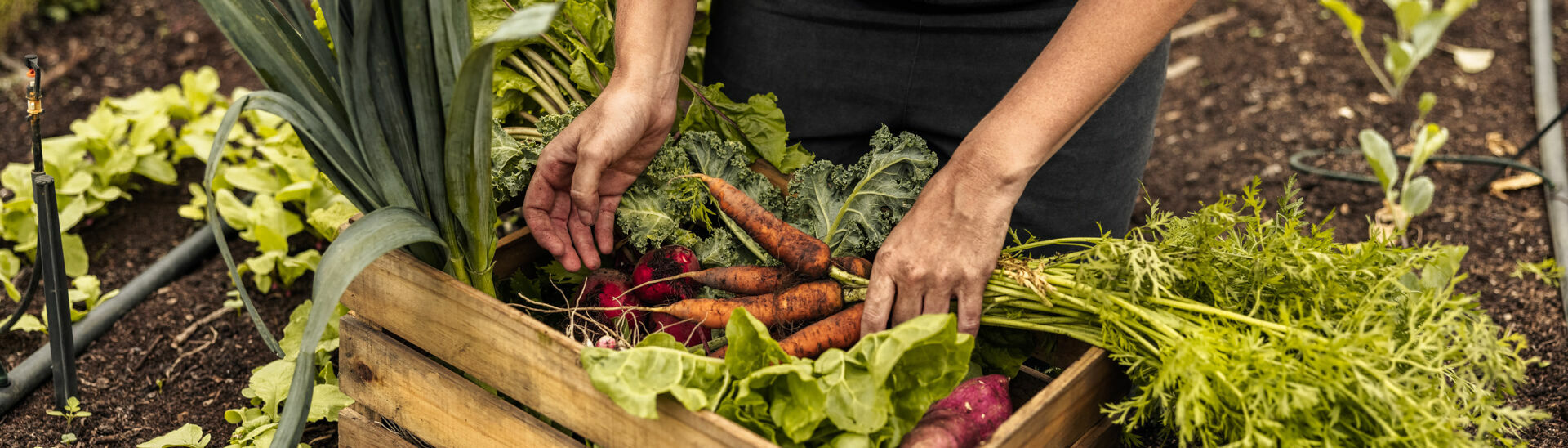 Regional food from the courtyard garden Regional food from the courtyard garden