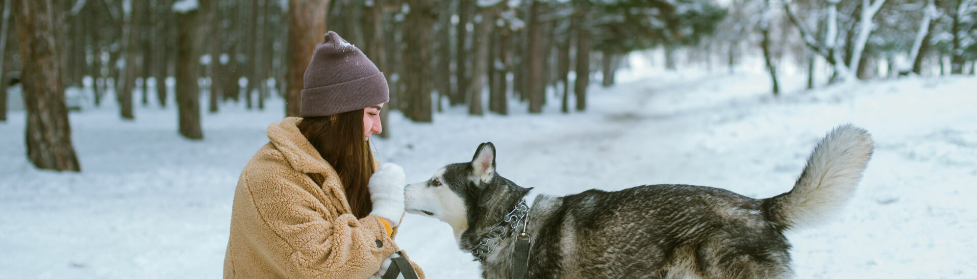 Winter walk with your dog at Lake Achensee Enjoy the winter landscape at the Lake Achensee with your dog.