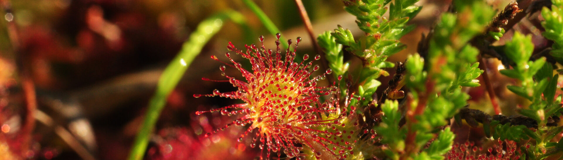 Round-leaved sundew in the Nature Park Karwendel The round-leaved sundew in the Karwendel Nature Park is tipped with glistening droplets that attract insects.