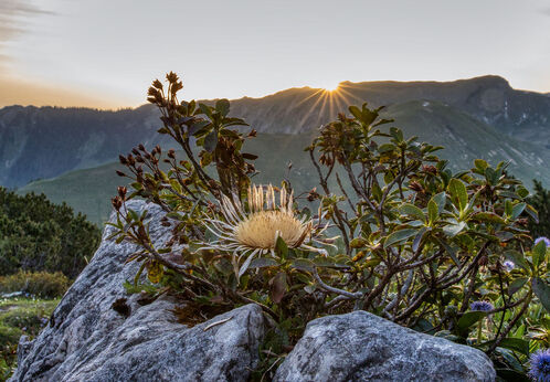 Karwendel tour This photo captures the morning sun pouring over the Karwendel mountains, with a silver thistle enjoying the first warm sunrays.
