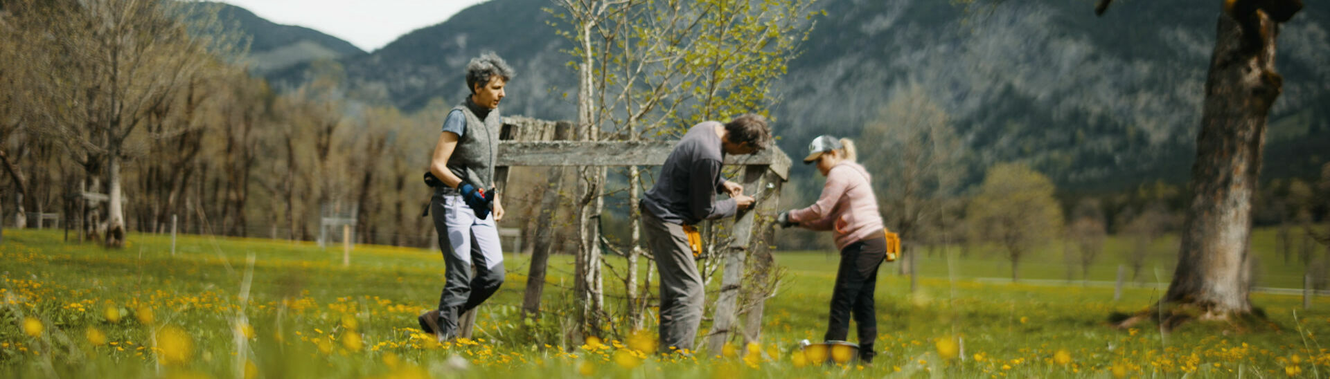 Fence repair at the Ahornboden A man repairs a fence at Ahornboden in the Karwendel Nature Park.