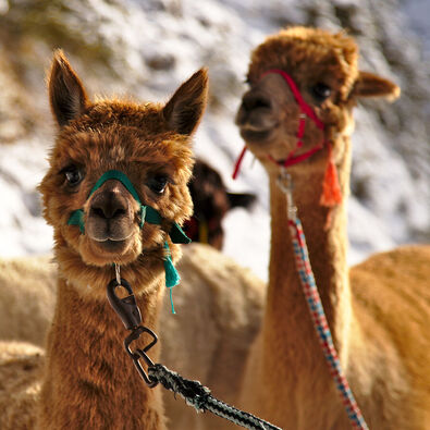 Alpacas at Lake Achensee in winter Exploring the wintry landscape of Lake Achensee with alpacas whose big round eyes peer curiously out from under tousled, velvety fur.