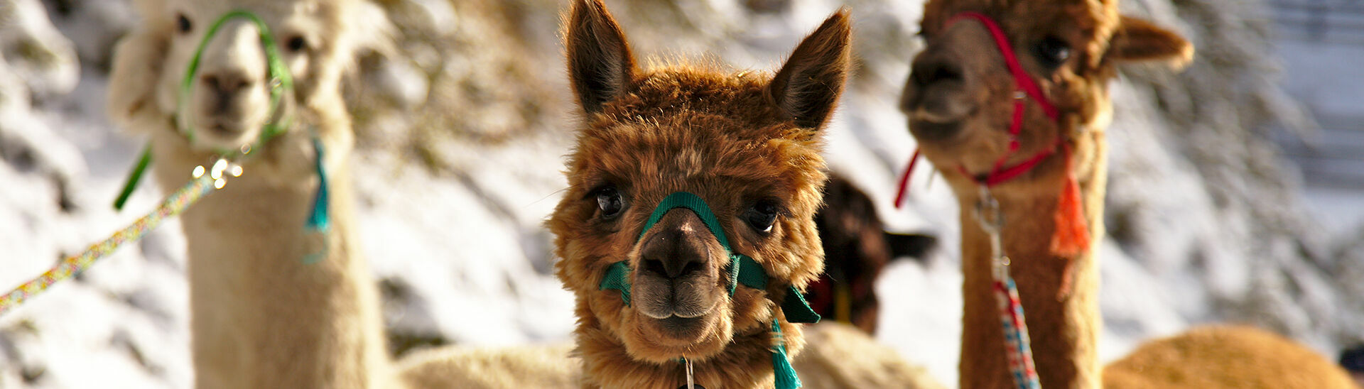 Alpacas at Lake Achensee in winter Exploring the wintry landscape of Lake Achensee with alpacas whose big round eyes peer curiously out from under tousled, velvety fur.