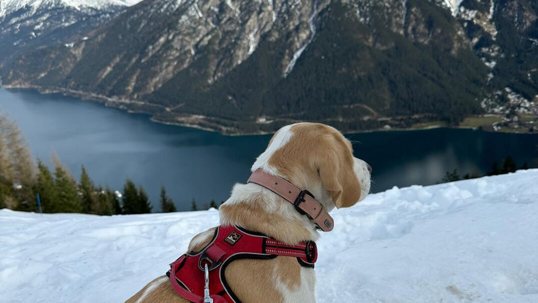 Holidays with your dog in Pertisau am Achensee The Achensee holiday region offers the best conditions for an active and relaxing winter holiday together with your dog.