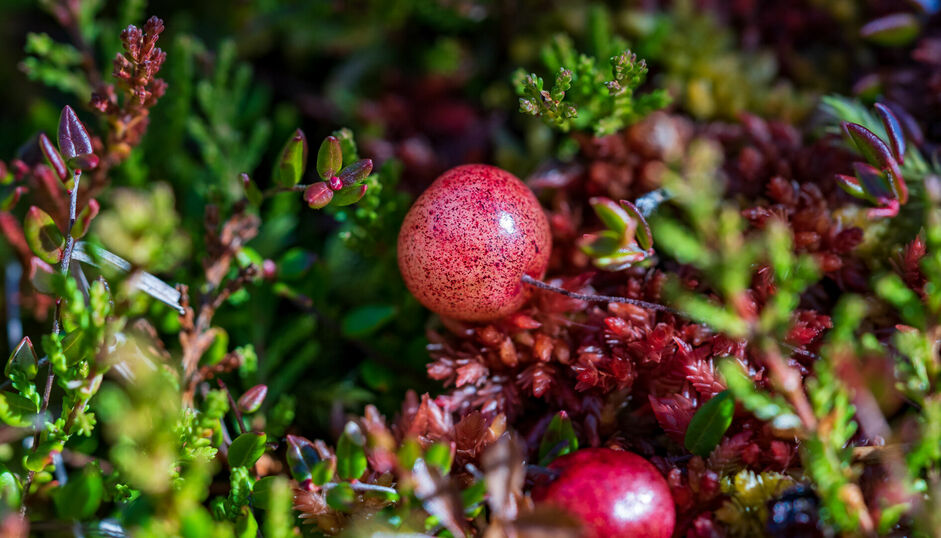 Cranberries in the Nature Park Karwendel The cranberries in the Nature Park Karwendel bear a deep red, crimson-like hue.