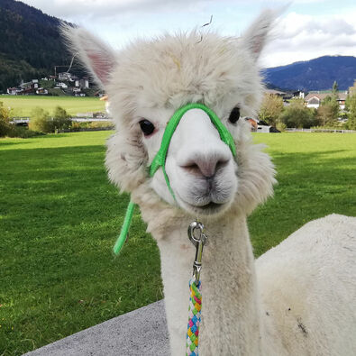 Alpaca walks Lake Achensee Tirol Austria