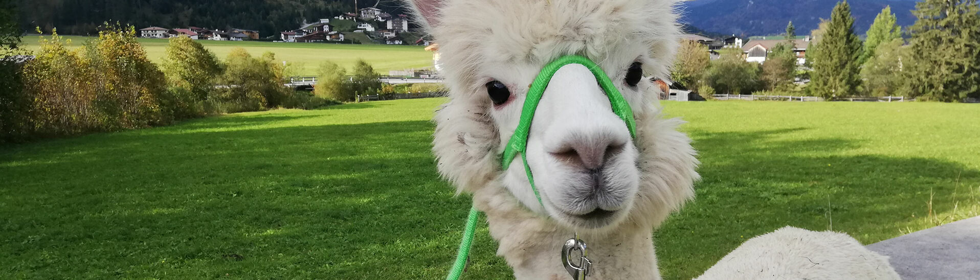 Alpaca walks Lake Achensee Tirol Austria