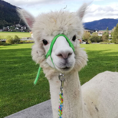 Alpacas at Lake Achensee in summer Their gentle and calm personality makes alpacas the perfect walking companions in the summer landscape of Lake Achensee.