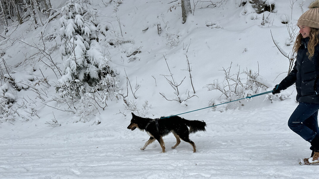 Holidays with your dog am Achensee The Achensee holiday region offers the best conditions for an active and relaxing winter holiday together with your dog.