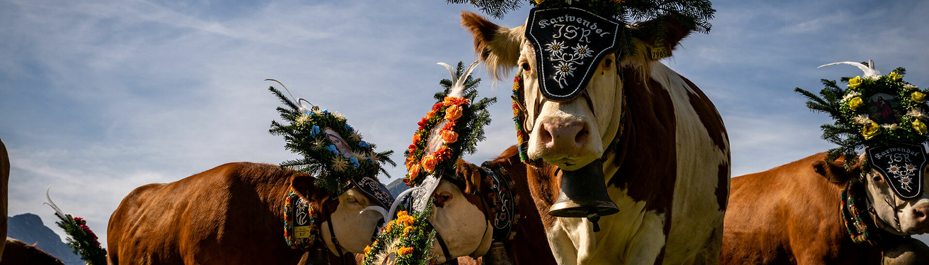 Cattle drive of the Gramai Alm The cows rest and graze during the cattle drive from the summer pastures of the Gramai Alm.