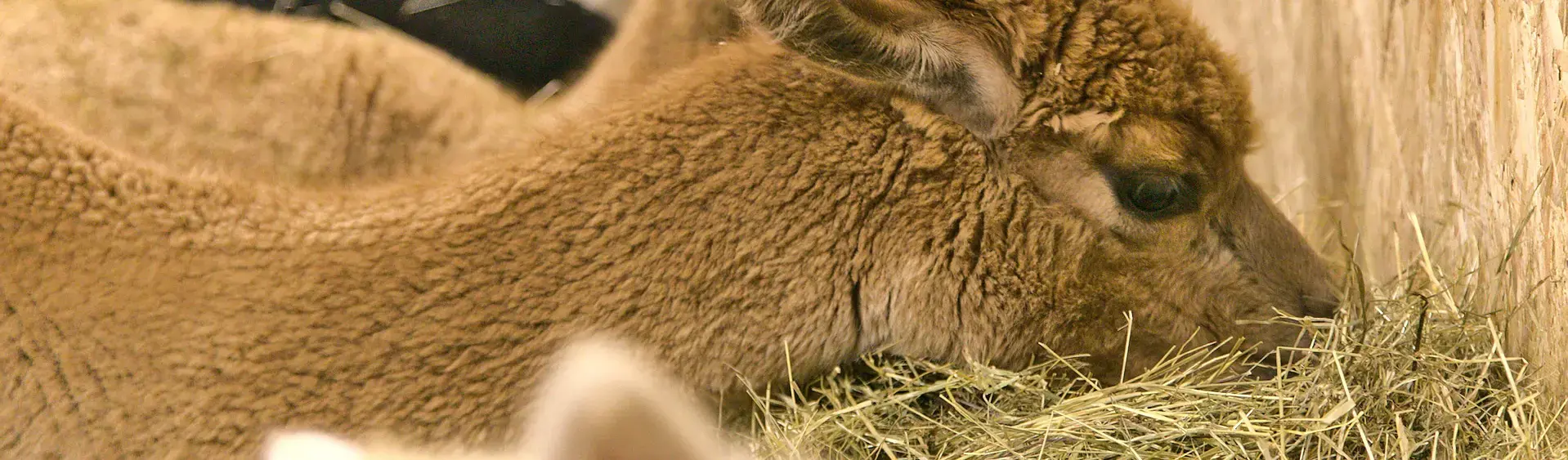Alpacas at the Achensee A small herd of alpacas snuggles up in the hay in the Achensee region.