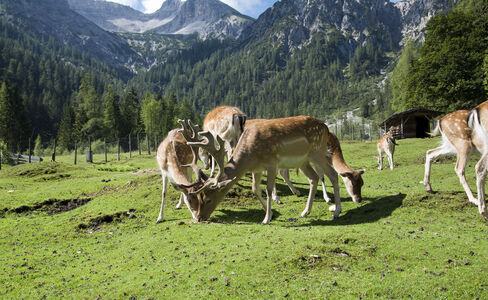 Alpengasthof Gern Alm