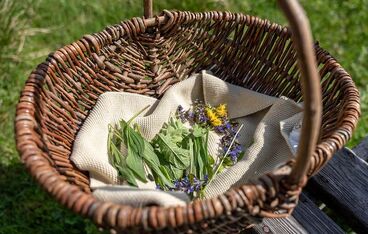 Sommerkräuterwanderung Sommerkräuterwanderung