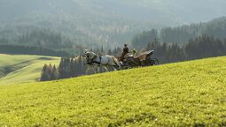 Eine elegante Kutsche, gezogen von zwei Lipizzanern, fährt durch die herbstliche, hügelige Landschaft.