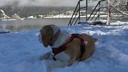 at the dog-friendly bathing area on a sunny winter day