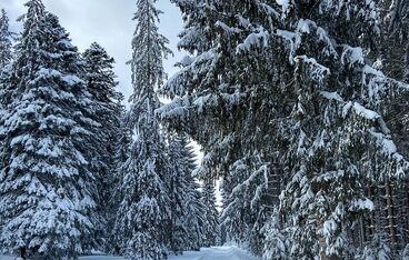 Winter landscapes Winter landscapes