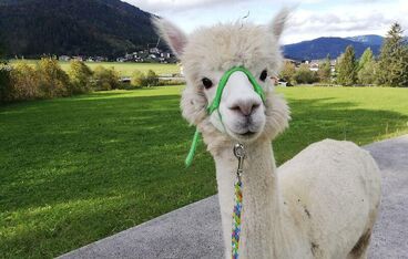 Gisela Gänseblümchen bei den Alpakas Gisela Gänseblümchen bei den Alpakas